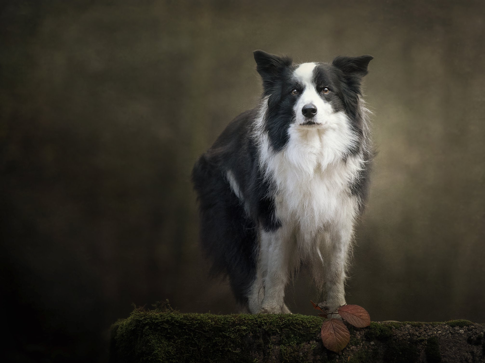 Border collie, black and white dog in forest